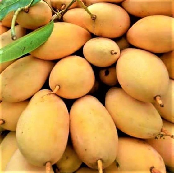 Carabao Mango